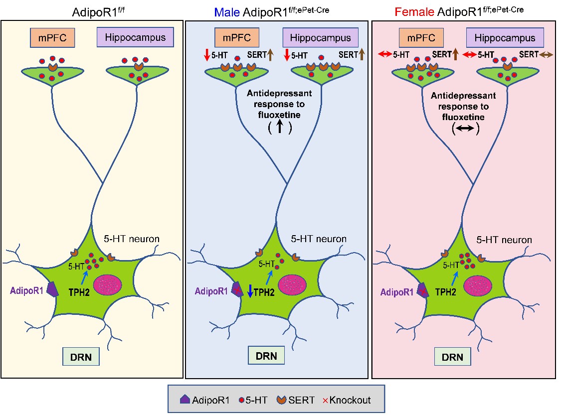 实验室在《molecular psychiatry》发表题为"modulation of